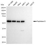 PEPD Antibody in Western Blot (WB)