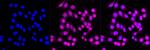 PPM1G Antibody in Immunocytochemistry (ICC/IF)