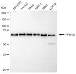 PPM1G Antibody in Western Blot (WB)