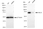 PKC delta Antibody