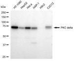 PKC delta Antibody in Western Blot (WB)