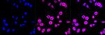 PRMT7 Antibody in Immunocytochemistry (ICC/IF)