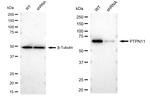 SHP2 Antibody