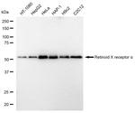 RXRA Antibody in Western Blot (WB)