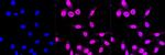 SMAD5 Antibody in Immunocytochemistry (ICC/IF)