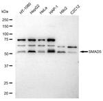 SMAD5 Antibody in Western Blot (WB)