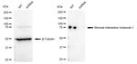 STIM1 Antibody