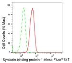 MUNC18 Antibody in Flow Cytometry (Flow)