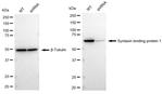 MUNC18 Antibody