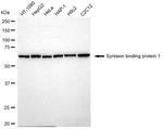 MUNC18 Antibody in Western Blot (WB)