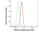 TEF1 Antibody in Flow Cytometry (Flow)