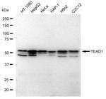 TEF1 Antibody in Western Blot (WB)