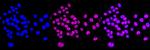 TEF1 Antibody in Immunocytochemistry (ICC/IF)