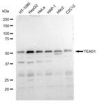 TEF1 Antibody in Western Blot (WB)