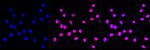 MYST2 Antibody in Immunocytochemistry (ICC/IF)