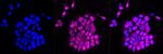 HEAB Antibody in Immunocytochemistry (ICC/IF)