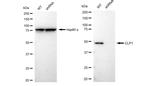 HEAB Antibody