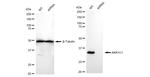 AKR1C1/AKR1C2 Antibody