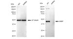 alpha-1 Microglobulin Antibody