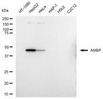 alpha-1 Microglobulin Antibody in Western Blot (WB)