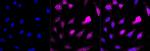 AP2M1 Antibody in Immunocytochemistry (ICC/IF)