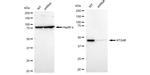 ATG4B Antibody