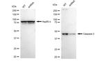 Caspase 2 Antibody