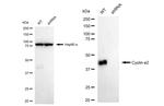 Cyclin E2 Antibody