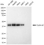 Cyclin E2 Antibody in Western Blot (WB)