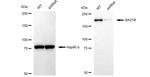 BAZ1B Antibody