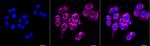 C1QBP Antibody in Immunocytochemistry (ICC/IF)