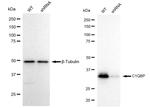 C1QBP Antibody