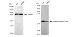 Phospho-PRAS40 (Thr246) Antibody