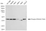 Phospho-PRAS40 (Thr246) Antibody in Western Blot (WB)