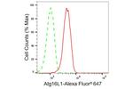 ATG16L1 Antibody in Flow Cytometry (Flow)