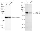 ATG16L1 Antibody