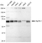 ATG16L1 Antibody in Western Blot (WB)