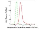 Phospho-EGFR (Tyr1173) Antibody in Flow Cytometry (Flow)