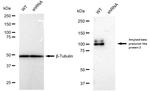 APLP2 Antibody