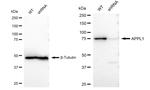 APPL1 Antibody