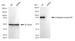 IFT88 Antibody