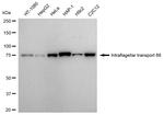 IFT88 Antibody in Western Blot (WB)