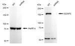 IQGAP2 Antibody