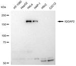 IQGAP2 Antibody in Western Blot (WB)