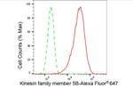 Kinesin 5B Antibody in Flow Cytometry (Flow)