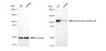 Kinesin 5B Antibody