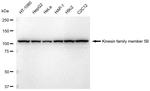 Kinesin 5B Antibody in Western Blot (WB)