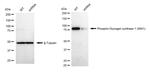 Phospho-GYS1 (Ser641) Antibody