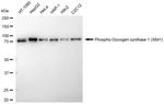 Phospho-GYS1 (Ser641) Antibody in Western Blot (WB)