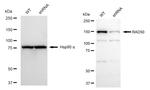 RAD50 Antibody